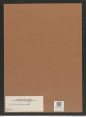 Cyclostella hilseana Grun. (de-Toni-Nr.: Genus 216, Species 5435) Zeichnungen Sammlung Grunow Mappe 05180 (Herbarium_W_Grunow_drawings_Folder_05180)